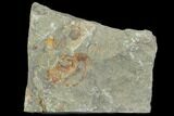 Carpoid (Dendrocystites?) Fossil - Morocco #102845-1